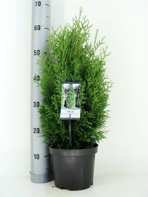Levensboom (Thuja Occidentalis 'Holmstrup') 4 Levensboom (Thuja Occidentalis 'Holmstrup') - Afbeelding 2