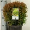 Levensboom (Thuja Occidentalis 'Little Giant') 2 Levensboom (Thuja Occidentalis 'Little Giant') -DIRECTPLANT Winkel thuja occidentalis little giant winter c3 m 1