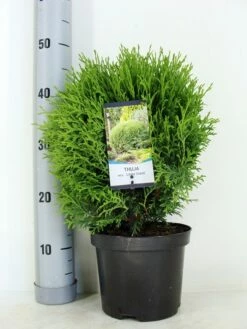 Levensboom (Thuja Occidentalis 'Little Giant') -DIRECTPLANT Winkel thuja occidentalis little giant zomer c3 m 2