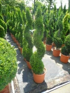 Conifeer Als Spiraal (Thuja Occidentalis 'Smaragd') -DIRECTPLANT Winkel thuja occidentalis smaragd spiraal 125 150 c20