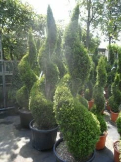 Conifeer Als Spiraal (Thuja Occidentalis 'Smaragd') -DIRECTPLANT Winkel thuja occidentalis smaragd spiraal 175 200 c50