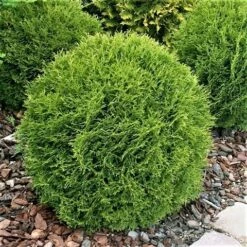 Thuja (Thuja Occidentalis 'Tiny Tim') 13 Thuja (Thuja Occidentalis 'Tiny Tim') -DIRECTPLANT Winkel thuja occidentalis tiny tim 1