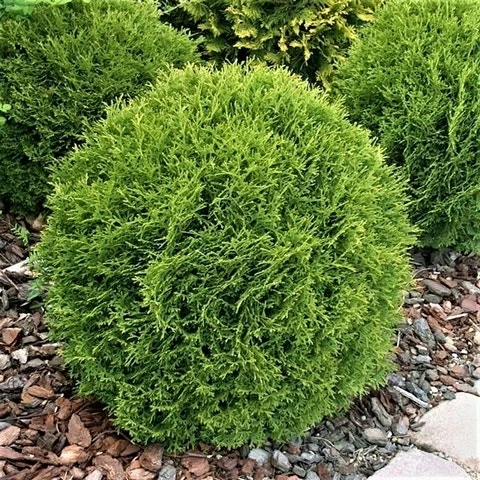 Thuja (Thuja Occidentalis 'Tiny Tim') 8 Thuja (Thuja Occidentalis 'Tiny Tim') - Afbeelding 6