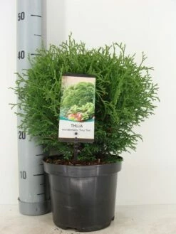 Thuja (Thuja Occidentalis 'Tiny Tim') -DIRECTPLANT Winkel thuja occidentalis tiny tim zomer c3