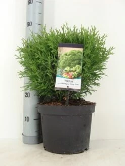 Thuja (Thuja Occidentalis 'Tiny Tim') 11 Thuja (Thuja Occidentalis 'Tiny Tim') -DIRECTPLANT Winkel thuja occidentalis tiny tim zomer c5 m 1