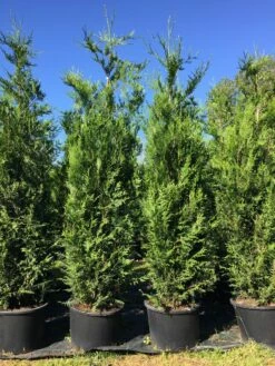 Grote Levensboom (Thuja Plicata 'Atrovirens') -DIRECTPLANT Winkel thuja pl. atrovirens h225250cm 2
