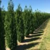 Grote Levensboom (Thuja Plicata 'Atrovirens') -DIRECTPLANT Winkel thuja pl atrovirens 1