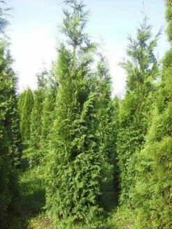 Levensboom (Thuja Plicata 'Atrovirens') -DIRECTPLANT Winkel thuja pl atrovirens 300