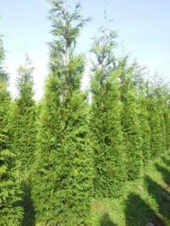 Levensboom (Thuja Plicata 'Atrovirens') -DIRECTPLANT Winkel thuja pl atrovirens 300 350 1 1
