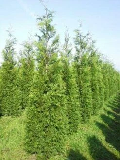 Levensboom (Thuja Plicata 'Martin') -DIRECTPLANT Winkel thuja pl martin 300 350 2