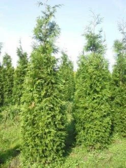 Levensboom (Thuja Plicata 'Martin') -DIRECTPLANT Winkel thuja pl martin 300 350 1
