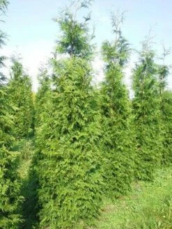 Levensboom (Thuja Plicata 'Martin') -DIRECTPLANT Winkel thuja pl martin 300 350 2