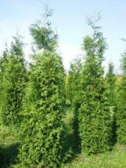 Levensboom (Thuja Plicata 'Martin') -DIRECTPLANT Winkel thuja pl martin 300 350 3