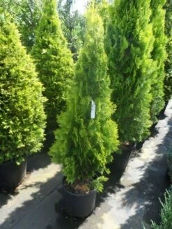 Levensboom (Thuja Orientalis 'Pyramidalis Aurea') 9 Levensboom (Thuja Orientalis 'Pyramidalis Aurea') -DIRECTPLANT Winkel thuja platycladus orientalis pyramidalis aurea 125 150 1