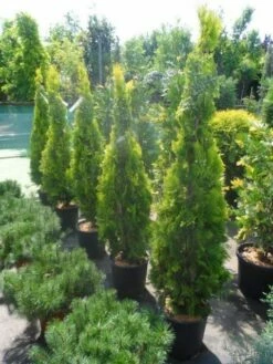 Levensboom (Thuja Orientalis 'Pyramidalis Aurea') -DIRECTPLANT Winkel thuja platycladus orientalis pyramidalis aurea 150 175