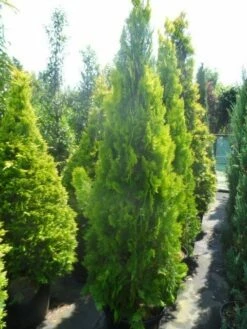 Levensboom (Thuja Orientalis 'Pyramidalis Aurea') -DIRECTPLANT Winkel thuja platycladus orientalis pyramidalis aurea 175 200 250