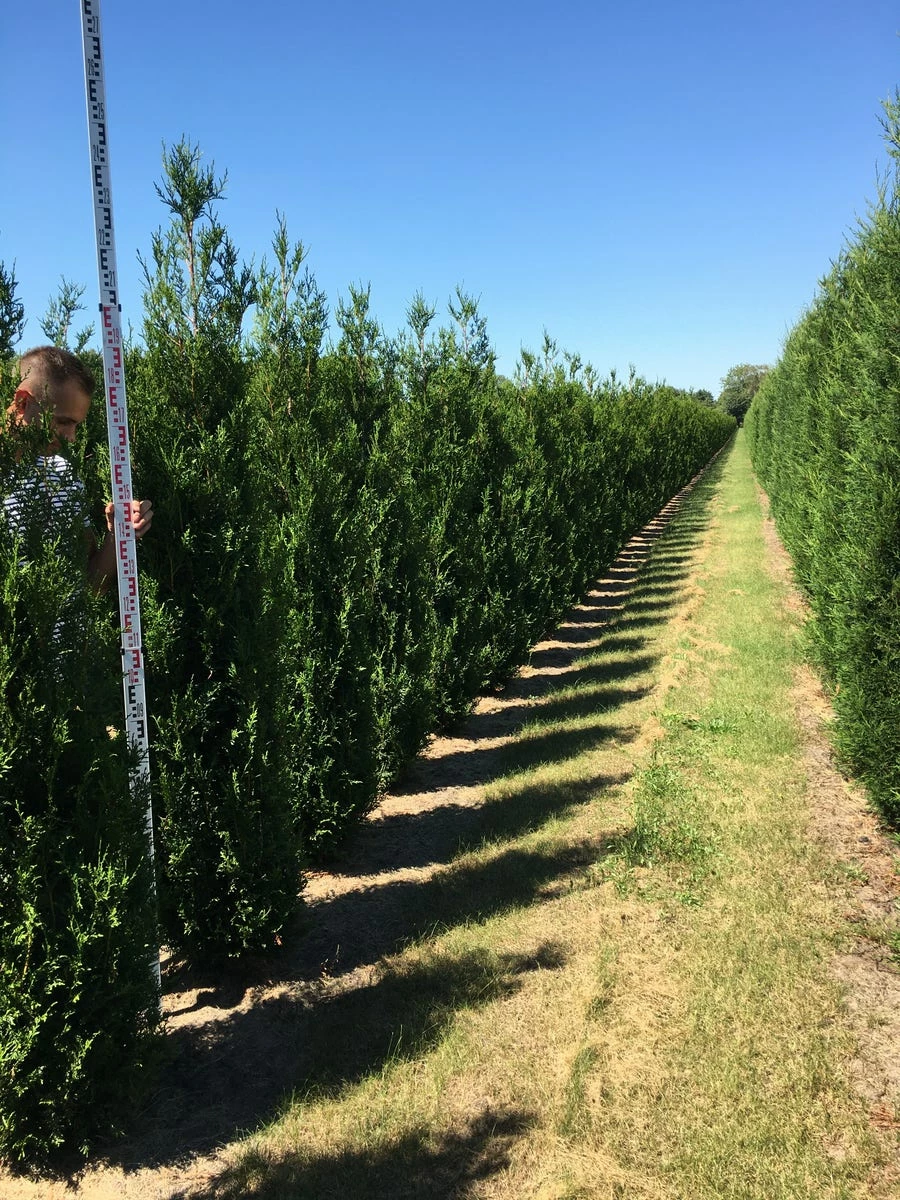 Grote Levensboom (Thuja Plicata 'Atrovirens') 5 Grote Levensboom (Thuja Plicata 'Atrovirens') - Afbeelding 3