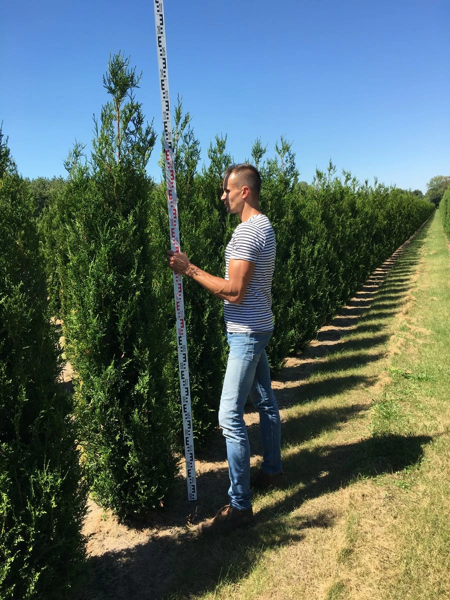 Grote Levensboom (Thuja Plicata 'Atrovirens') 4 Grote Levensboom (Thuja Plicata 'Atrovirens') - Afbeelding 2