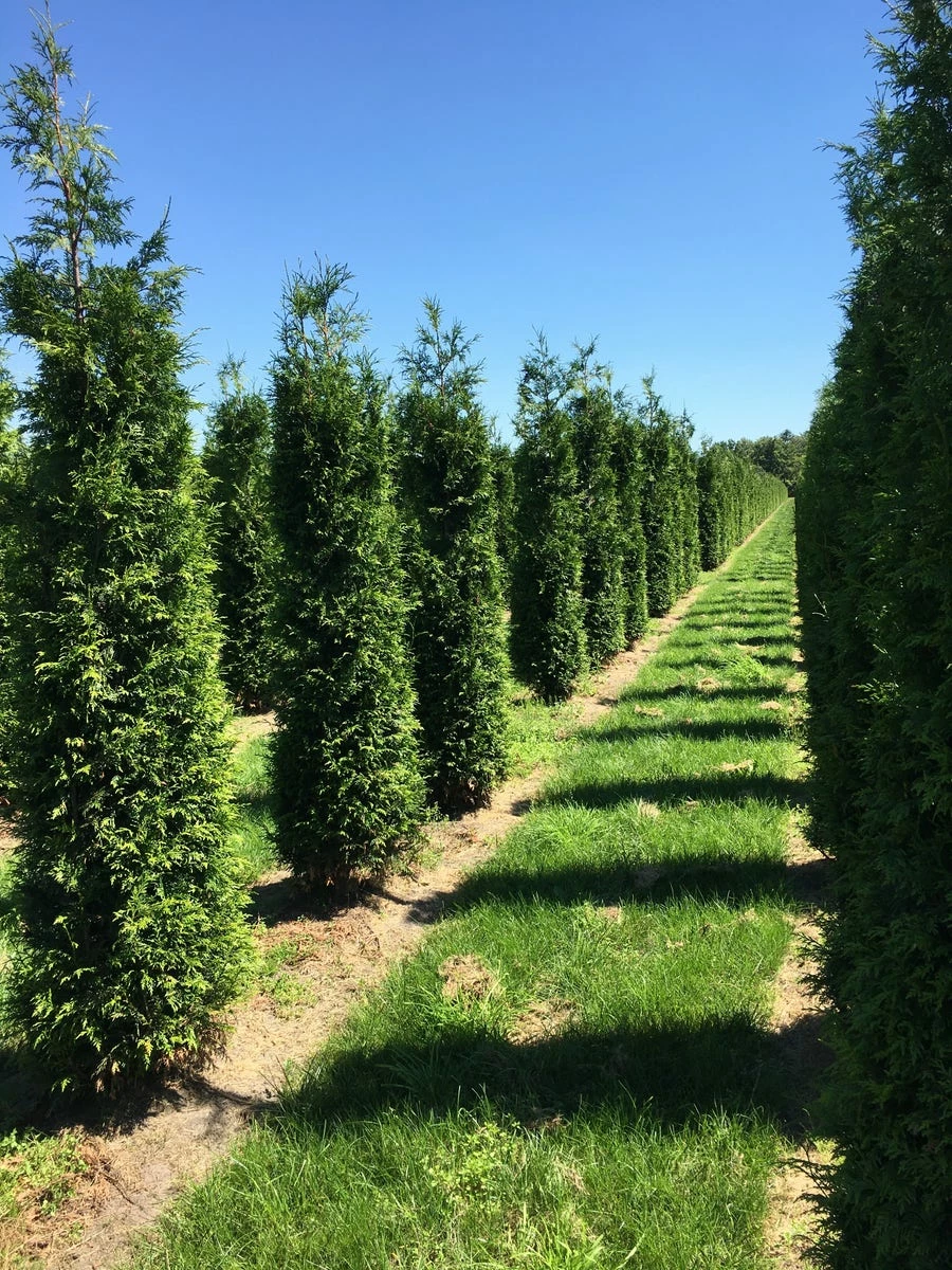 Grote Haagconifeer (Thuja Plicata 'Excelsa') 14 Grote Haagconifeer (Thuja Plicata 'Excelsa') - Afbeelding 12