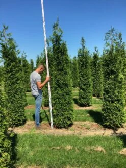 Grote Haagconifeer (Thuja Plicata 'Excelsa') 17 Grote Haagconifeer (Thuja Plicata 'Excelsa') -DIRECTPLANT Winkel thuja plic excelsa 250300 3 2