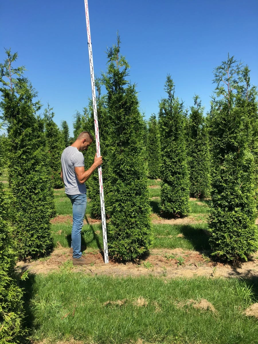 Grote Haagconifeer (Thuja Plicata 'Excelsa') 6 Grote Haagconifeer (Thuja Plicata 'Excelsa') - Afbeelding 4