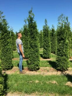 Grote Haagconifeer (Thuja Plicata 'Excelsa') 16 Grote Haagconifeer (Thuja Plicata 'Excelsa') -DIRECTPLANT Winkel thuja plic excelsa 300350 1