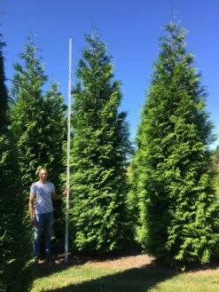 Grote Haagconifeer (Thuja Plicata 'Excelsa') 21 Grote Haagconifeer (Thuja Plicata 'Excelsa') -DIRECTPLANT Winkel thuja plic excelsa 500550 2 1