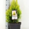 Levensboom (Thuja Plicata '4ever Goldy') -DIRECTPLANT Winkel thuja plicata 4ever goldy c5 m 1