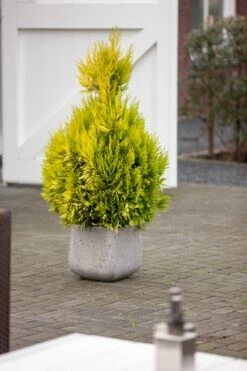 Levensboom (Thuja Plicata '4ever Goldy') -DIRECTPLANT Winkel thuja plicata 4ever goldy pbr 1