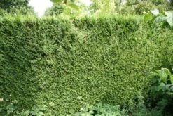 Levensboom (Thuja Plicata 'Atrovirens') -DIRECTPLANT Winkel thuja plicatum atrovirens 1 1