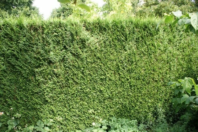 Levensboom (Thuja Plicata 'Atrovirens') 11 Levensboom (Thuja Plicata 'Atrovirens') - Afbeelding 9