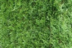 Levensboom (Thuja Plicata 'Atrovirens') 20 Levensboom (Thuja Plicata 'Atrovirens') -DIRECTPLANT Winkel thuja plicatum atrovirens 2 2