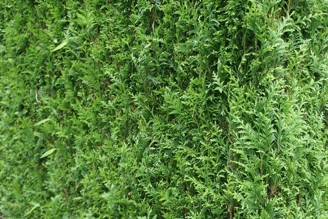 Levensboom (Thuja Plicata 'Atrovirens') 10 Levensboom (Thuja Plicata 'Atrovirens') - Afbeelding 8