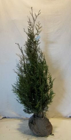 Levensboom (Thuja Plicata 'Atrovirens') -DIRECTPLANT Winkel thujapatrovirens100 125