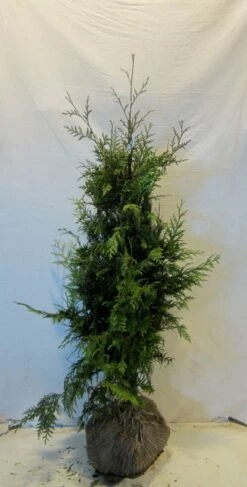 Reuzenlevensboom (Thuja Plicata 'Excelsa') -DIRECTPLANT Winkel thujapexcelsa100 125 1