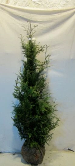 Reuzenlevensboom (Thuja Plicata 'Excelsa') -DIRECTPLANT Winkel thujapexcelsa125 150