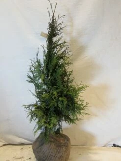 Levensboom (Thuja Plicata 'Martin') -DIRECTPLANT Winkel thujapmartin060 080
