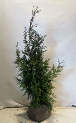 Levensboom (Thuja Plicata 'Martin') -DIRECTPLANT Winkel thujapmartin080 100