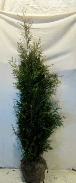 Levensboom (Thuja Plicata 'Martin') -DIRECTPLANT Winkel thujapmartin125 150 2