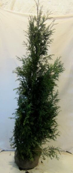 Levensboom (Thuja Plicata 'Martin') -DIRECTPLANT Winkel thujapmartin150 175 2