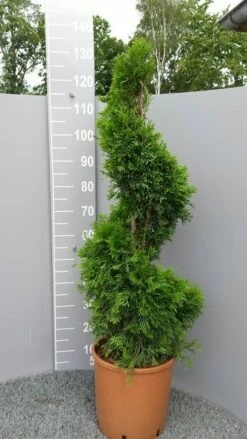 Conifeer Als Spiraal (Thuja Occidentalis 'Smaragd') -DIRECTPLANT Winkel thujasmaragdspiraal01 1
