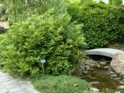 Thujopsis (Thujopsis Dolabrata) -DIRECTPLANT Winkel thujopsis dolabrata