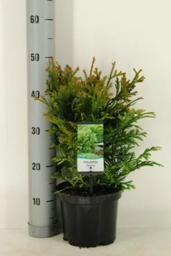 Thujopsis (Thujopsis Dolabrata) -DIRECTPLANT Winkel thujopsis dolobrata winter c3 m