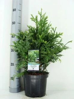 Thujopsis (Thujopsis Dolabrata) -DIRECTPLANT Winkel thujopsis dolobrata zomer c3 m