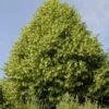 Lindeboom (Tilia Platyphyllos) 1 Lindeboom (Tilia Platyphyllos) -DIRECTPLANT Winkel tilia platyphyllos