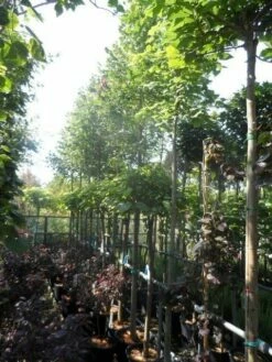 Lindeboom (Tilia Platyphyllos) -DIRECTPLANT Winkel tilia platyphyllos 12 14 16ho cont