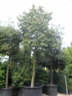 Lindeboom (Tilia Platyphyllos) -DIRECTPLANT Winkel tilia platyphyllos 40 50ho c1000