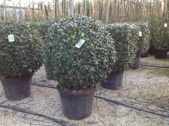 Toscaanse Jasmijn, Bolvorm (Trachelospermum Jasminoides ) -DIRECTPLANT Winkel trachelospbolvorm01 1