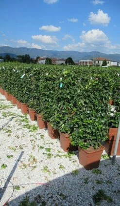 Toscaanse Jasmijn Als Leivorm(Trachelospernum Jasminoides) -DIRECTPLANT Winkel trachelospermum jasminoides 52x110 leivorm