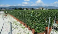 Toscaanse Jasmijn Als Leivorm(Trachelospernum Jasminoides) -DIRECTPLANT Winkel trachelospermum jasminoides 52x110 leivorm 2